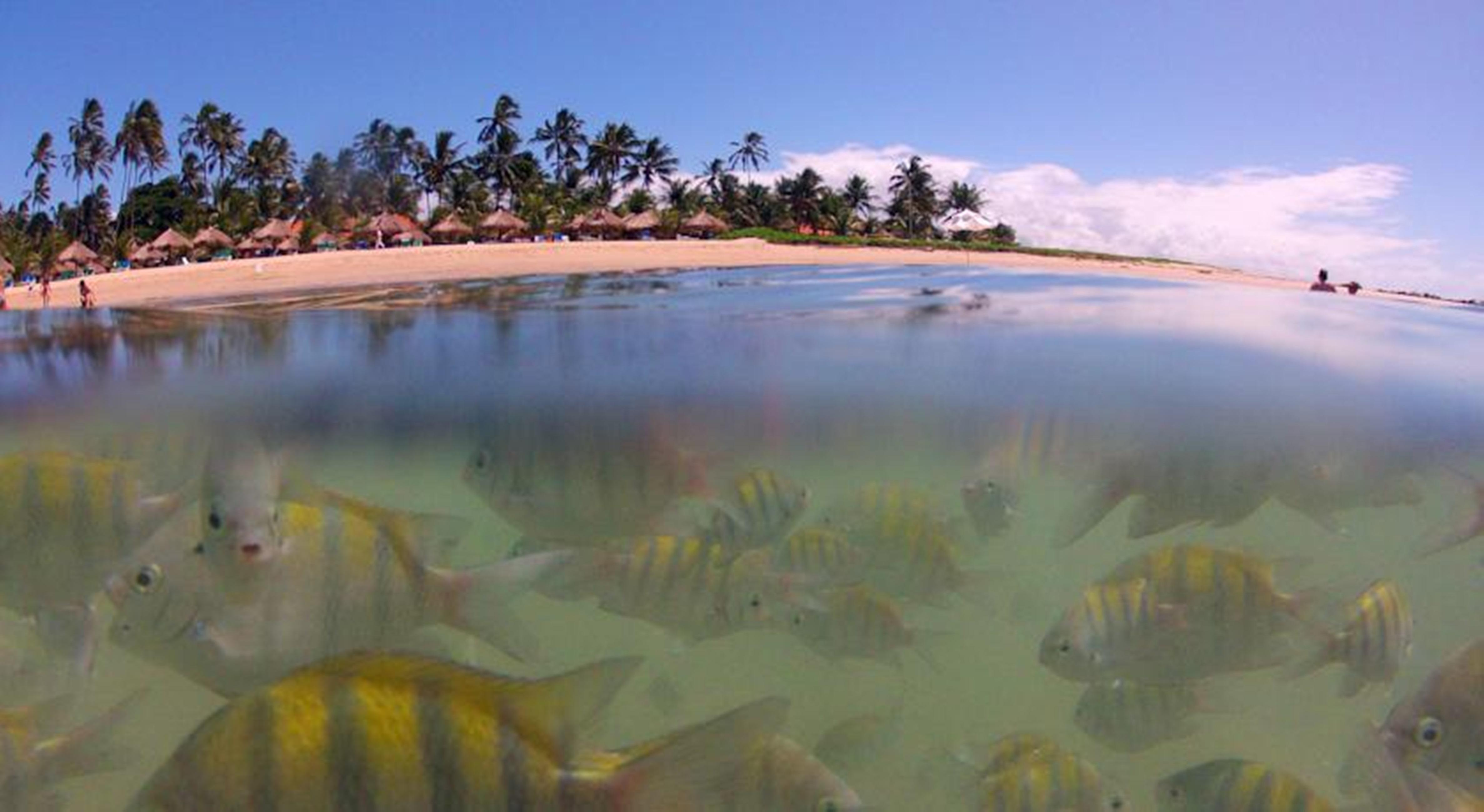 Serrambi Resort Pôrto das Galinhas Konforlar fotoğraf