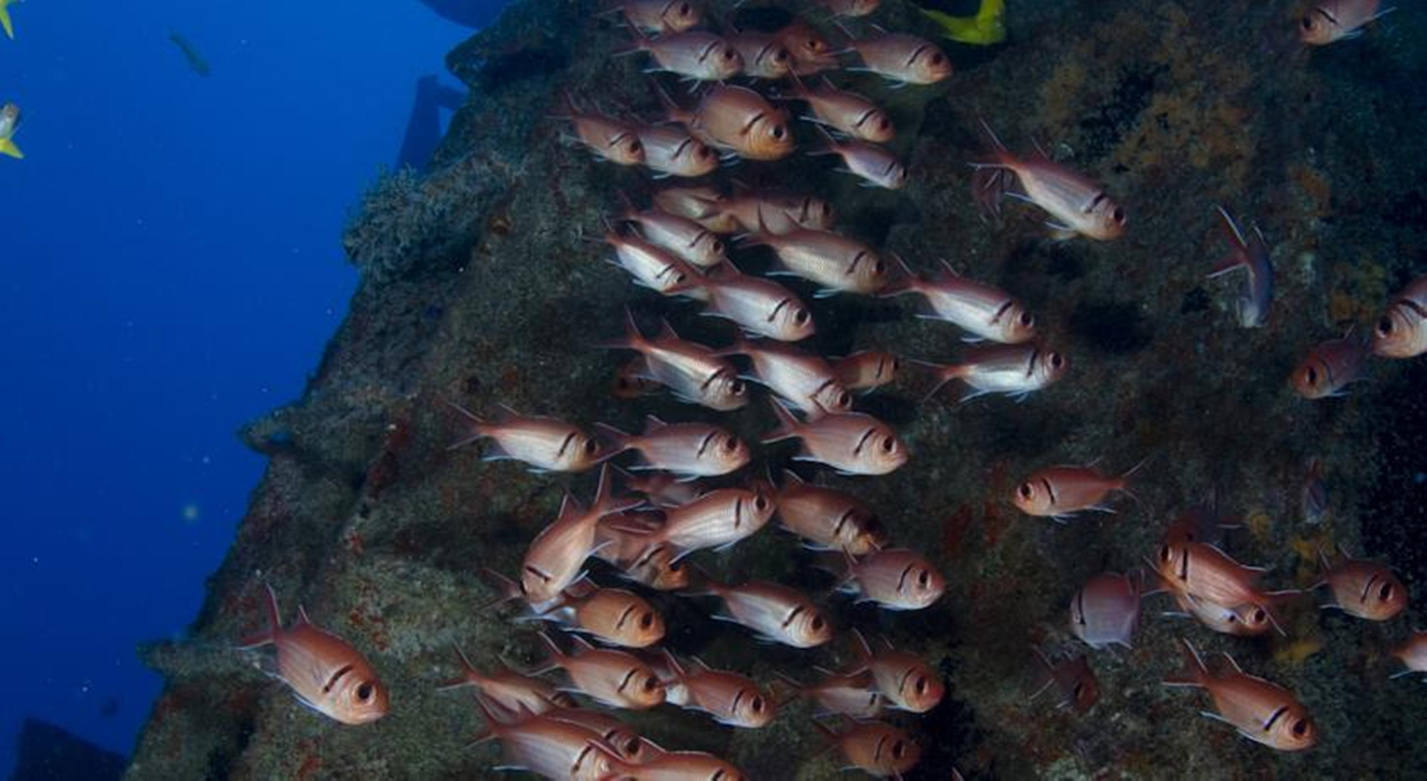 Serrambi Resort Pôrto das Galinhas Dış mekan fotoğraf